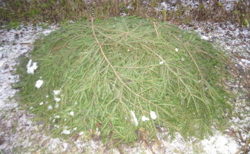 Укриття гортензії лапником