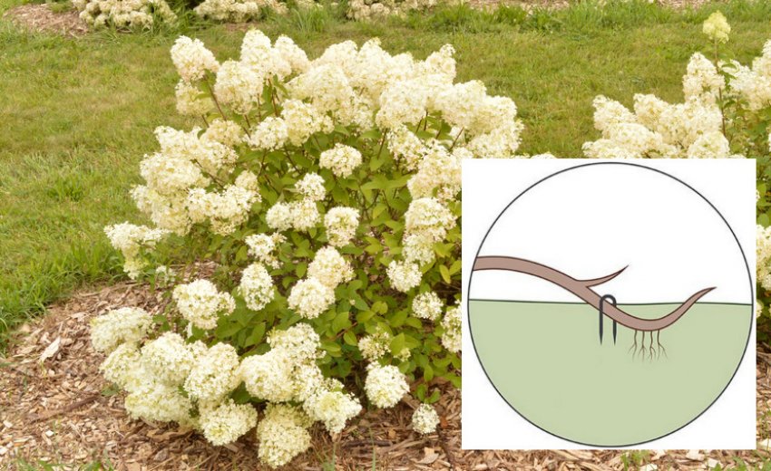 Розмноження гортензії відводками