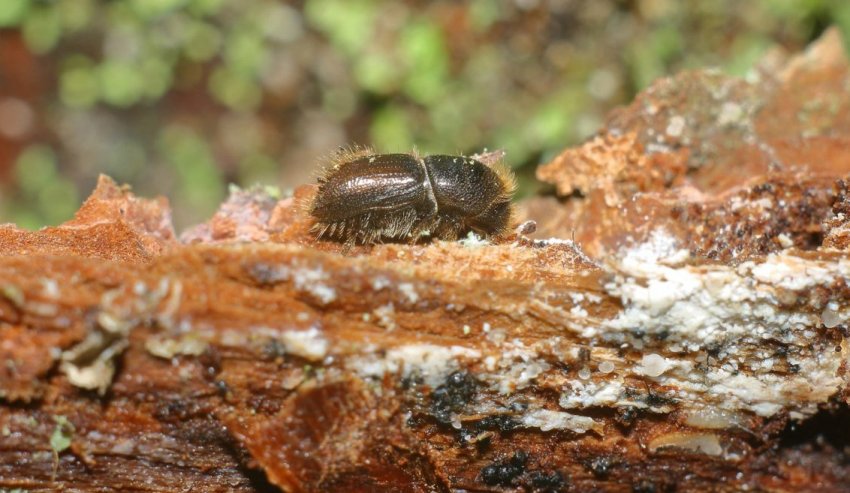 Короїд-типограф