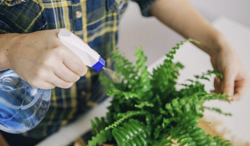 Обприскування папороті