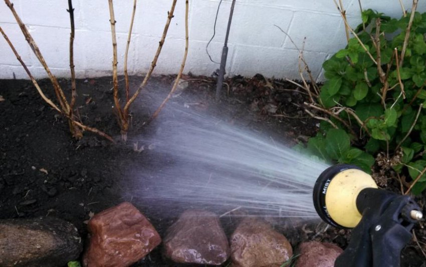 Полив гортензії Полив гортензії