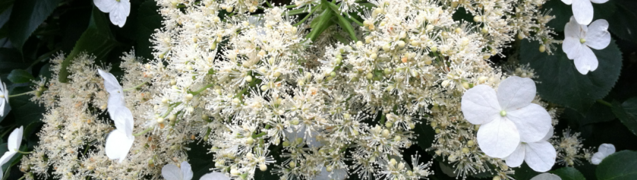 Опис і правила вирощування куща гортензії петіоляріс