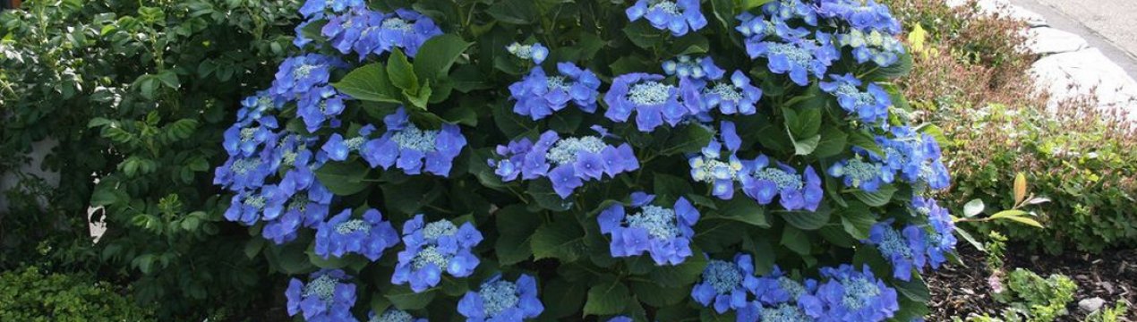 Характеристики та вирощування гортензії сорту Блаумайзе