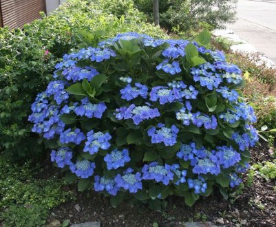 Характеристики та вирощування гортензії сорту Блаумайзе