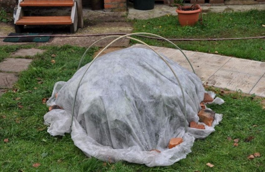 Укриття гортензії на зиму Укриття гортензії на зиму