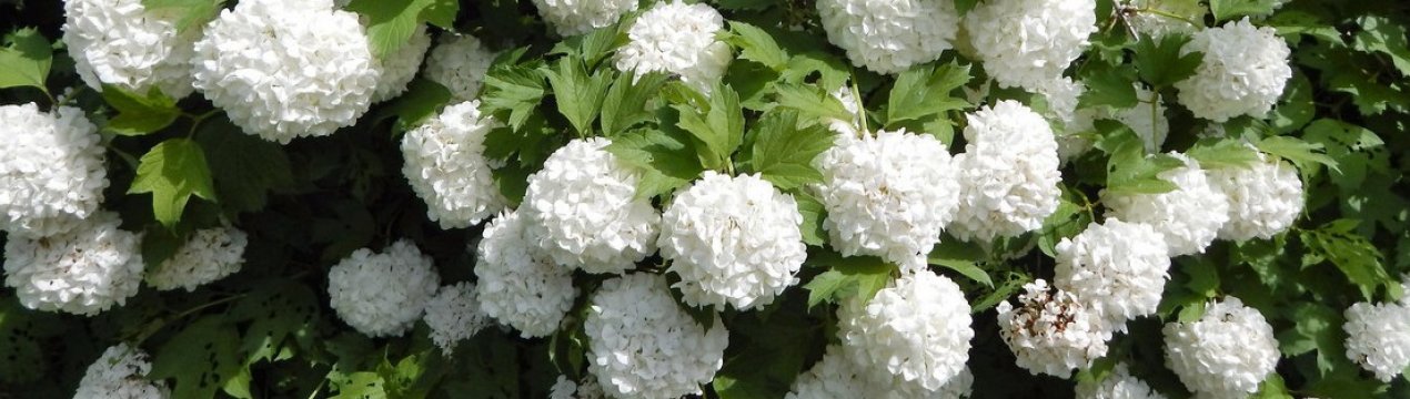 Особливості вирощування гортензії Аннабель