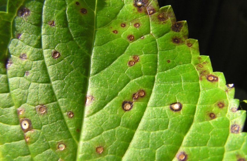 Церкоспороз Церкоспороз