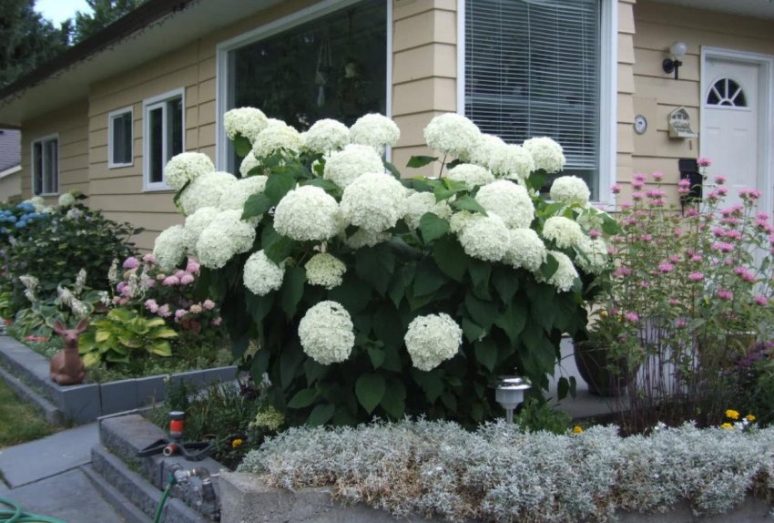 Гортензія Аннабель в ландшафтному дизайні Гортензія Аннабель в ландшафтному дизайні