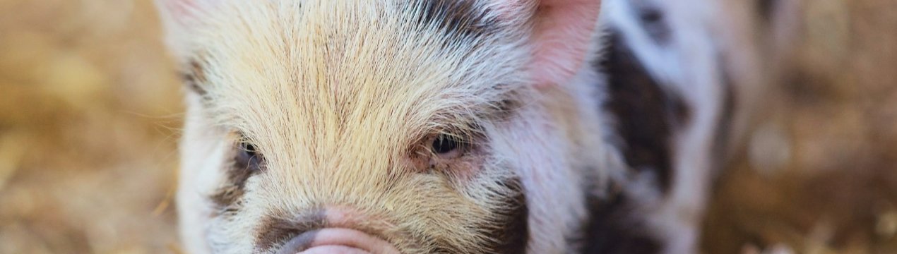 У Південній Кореї знищено 47 тисяч свиней через сказ