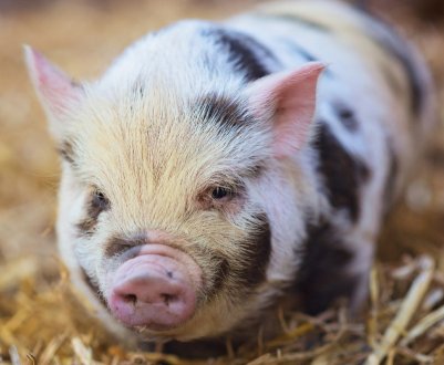 У Південній Кореї знищено 47 тисяч свиней через сказ