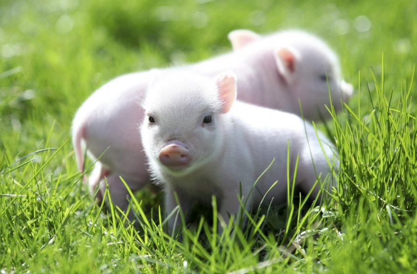 47 тисяч свиней було знищено в Південній Кореї через АЧС 47 тисяч свиней було знищено в Південній Кореї через АЧС