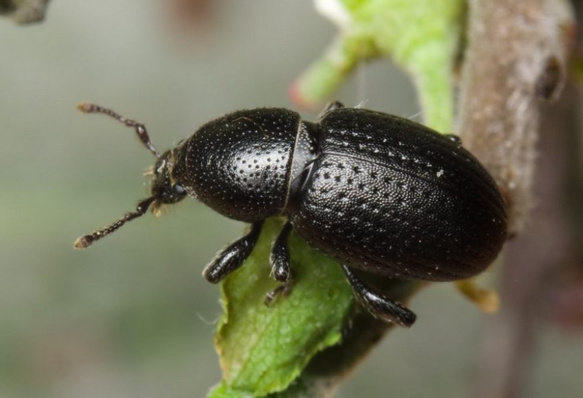 Довгоносик Довгоносик