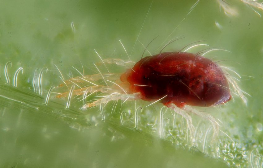 Павутинний кліщ Павутинний кліщ
