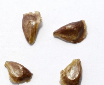 Вирощування ялиці в домашніх умовах з насіння