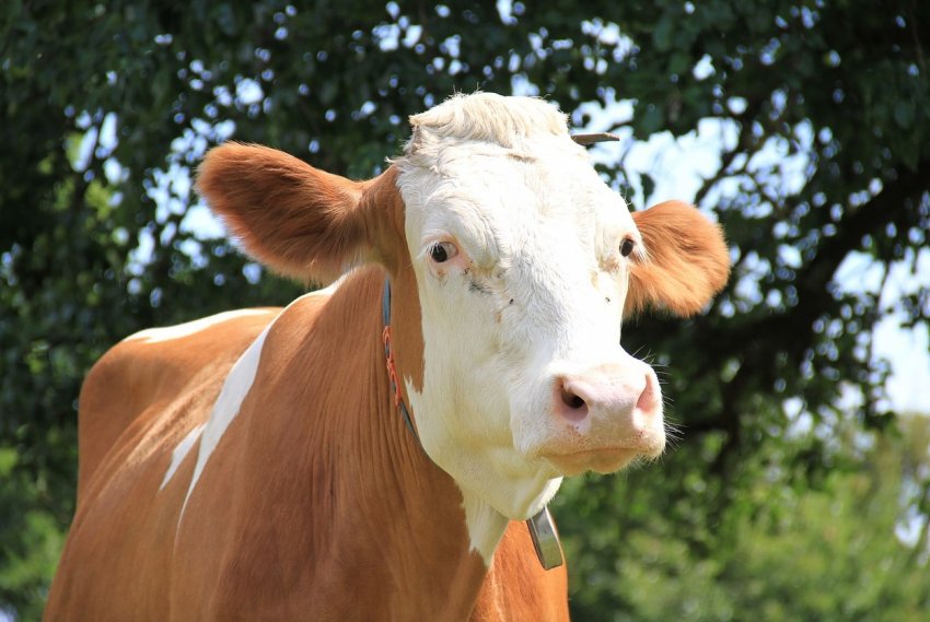 «Екосем-Аграр» збільшує обсяги виробництва та виводить на ринок органічне молоко «Екосем-Аграр» збільшує обсяги виробництва та виводить на ринок органічне молоко