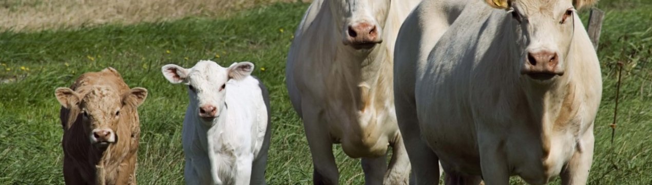 «Екосем-Аграр» збільшує обсяги виробництва та виводить на ринок органічне молоко