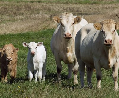 «Екосем-Аграр» збільшує обсяги виробництва та виводить на ринок органічне молоко