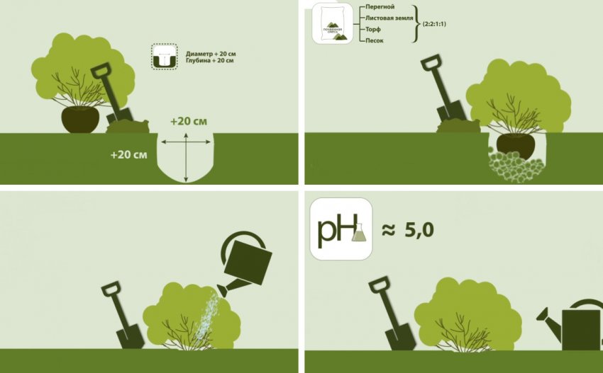 Схема посадки гортензії Схема посадки гортензії