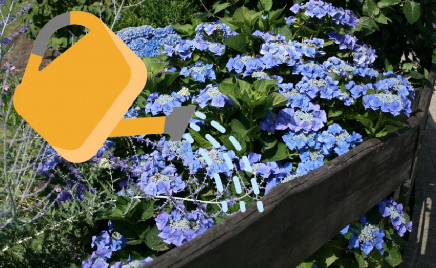 Полив гортензії Полив гортензії