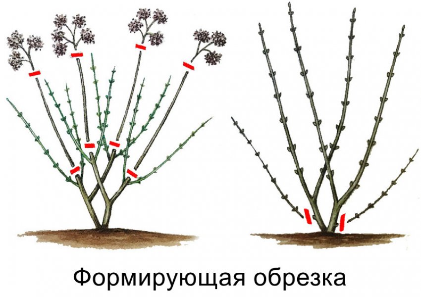 Формовочна обрізка гортензії Формовочна обрізка гортензії