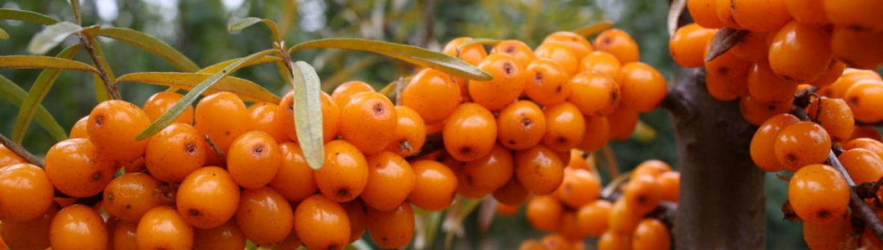 Обліпиха сорту Чуйська: особливості вирощування та догляд