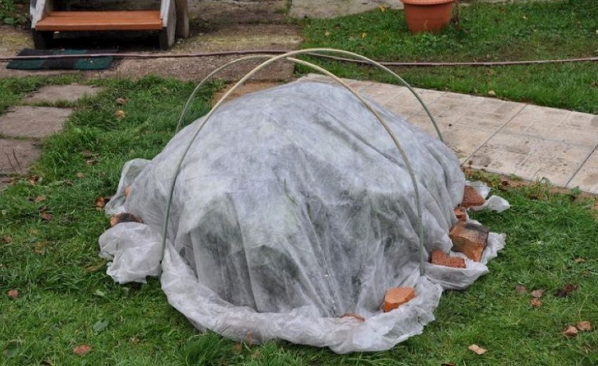 Вікриття гортензії на зиму Вікриття гортензії на зиму