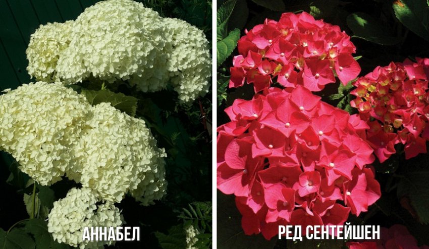 Сорти, висаджувані разом з гортензією Блаумайзе Сорти, висаджувані разом з гортензією Блаумайзе