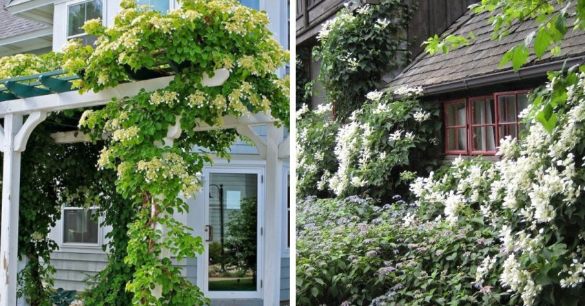 Гортензія в ландшафтному дизайні Гортензія в ландшафтному дизайні