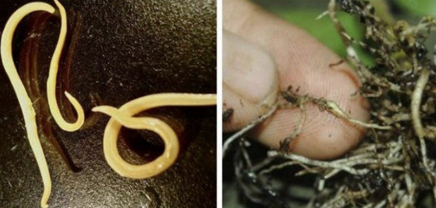 Стеблові нематоди