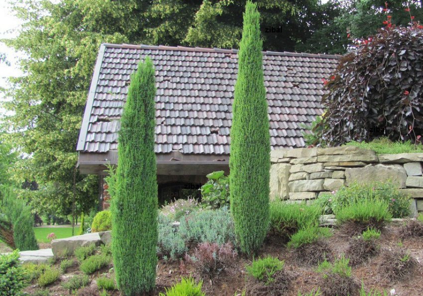 Можжевельник Сентінел Можжевельник Сентінел