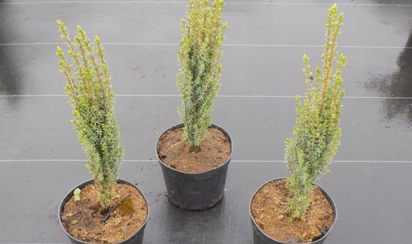 Саженці можжевельника Сентинел Саженці можжевельника Сентинел