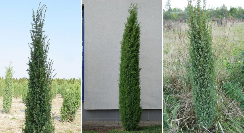 можжевельник колоновидный сентинел. можжевельник сентинел (sentinel). можжевельник обыкновенный sentinel. можжевельник обыкновенный (сорт 'sentinel'). Juniperus communis sentinel.