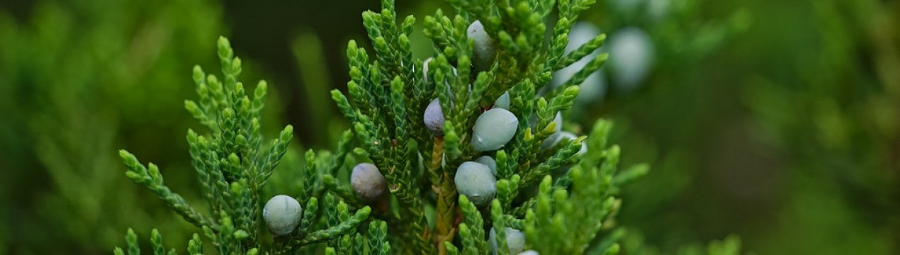 Сосна "Сентінел": опис і догляд