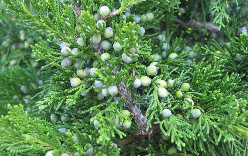 Можжевельник Сентинел Можжевельник Сентинел