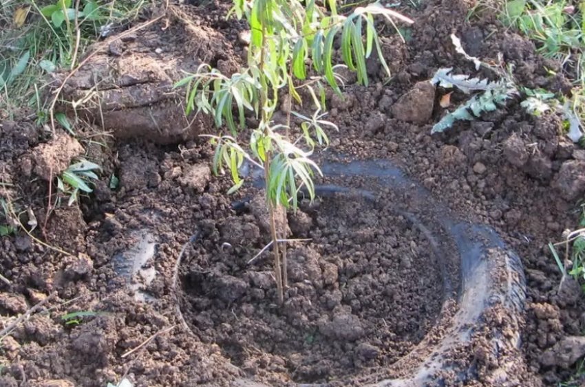 Весняна посадка обліпихи