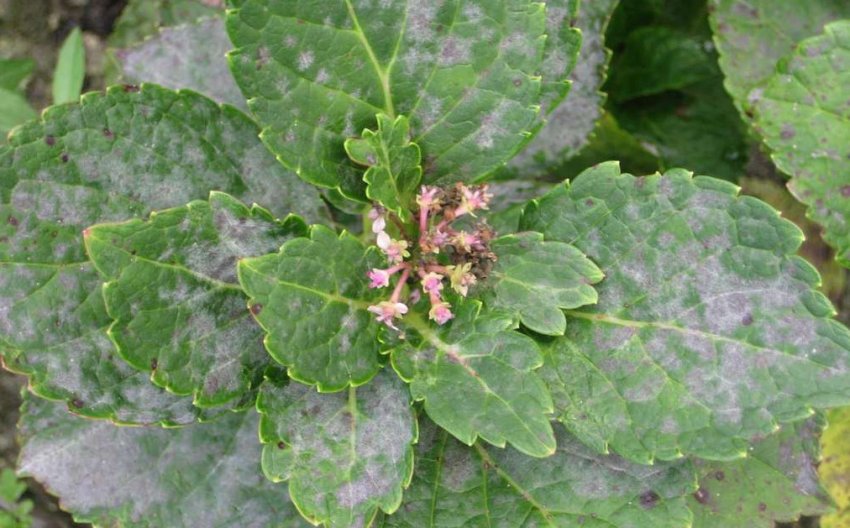 Мучниця на гортензії Мучниця на гортензії