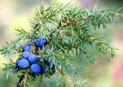 Лікувальні та корисні властивості ягід можжевельника