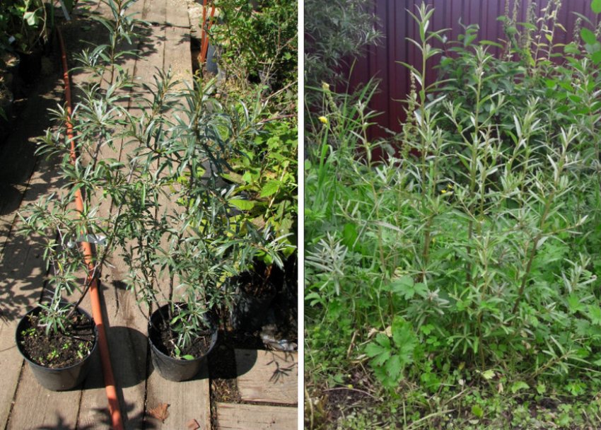 Саджанці обліпихи