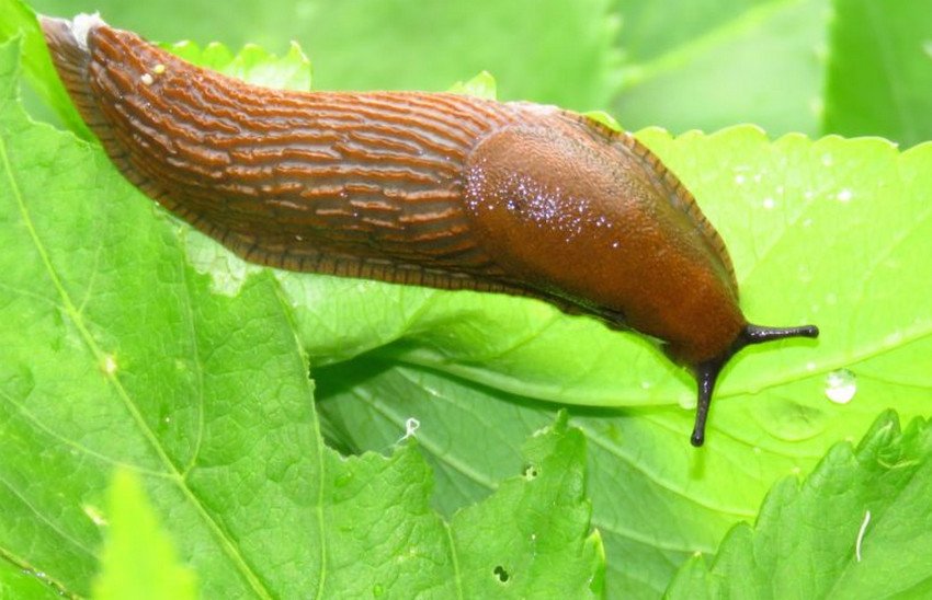 Слизень на листках Слизень на листках