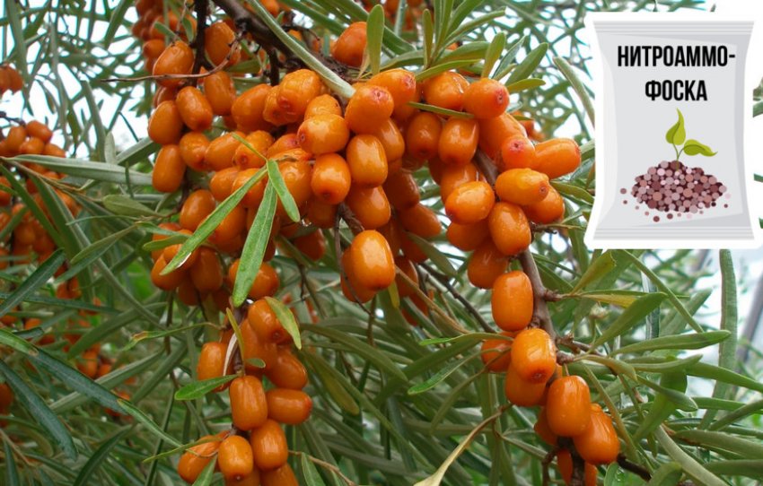 Підживлення обліпихи