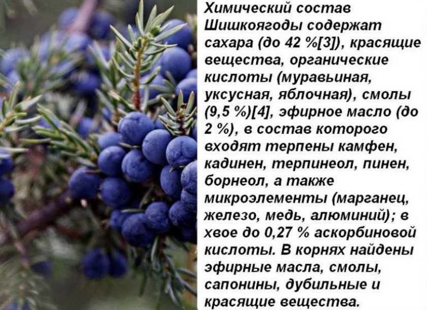 Состав ягод можжевельника Состав ягод можжевельника