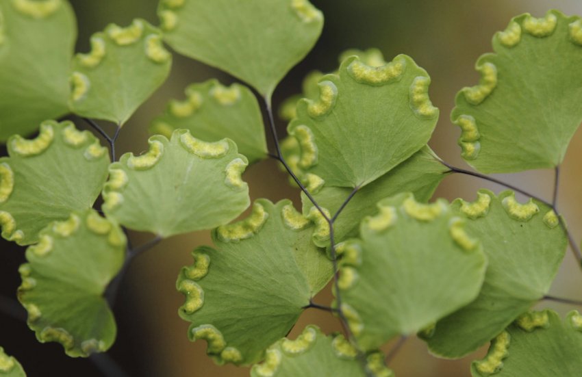Спори адиантума