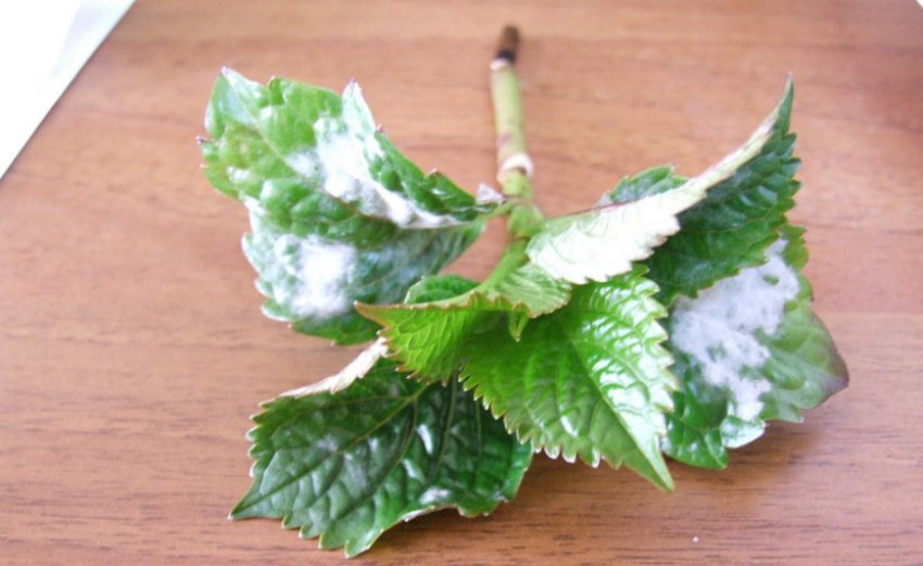 Біла гниль гортензії Біла гниль гортензії