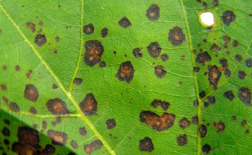 Септоріоз гортензії Септоріоз гортензії