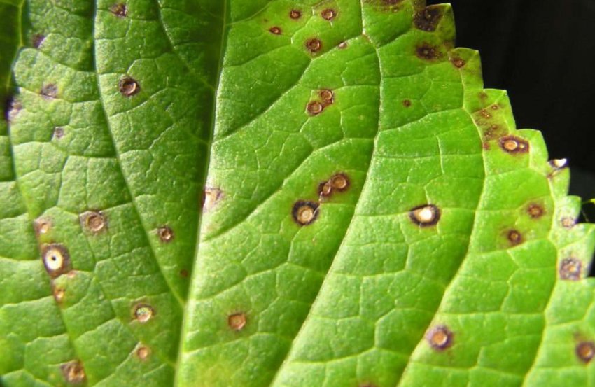 Септоріоз гортензії