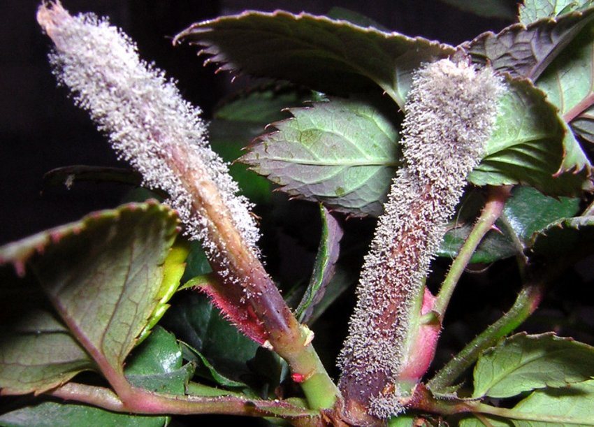 Сіра гниль на гортензії