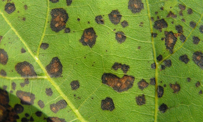 Церкоспороз листя