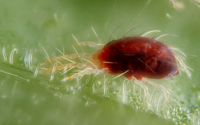 Павутинний кліщ Павутинний кліщ