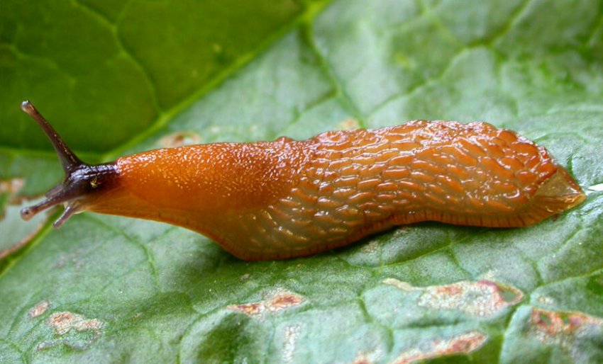 Садовий слизень Садовий слизень