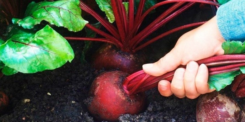 Сбор урожая свеклы